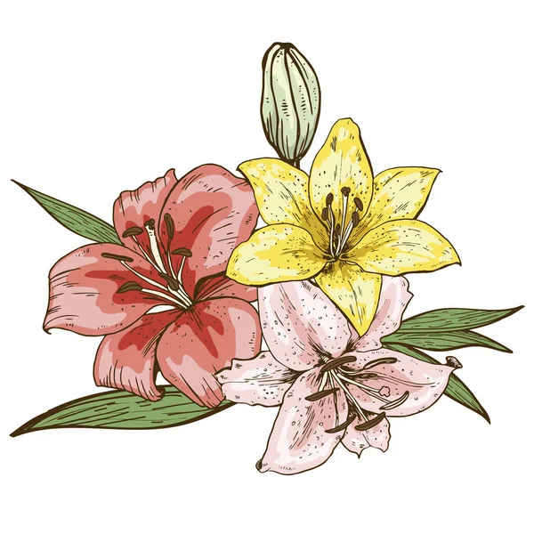 Bukiet trzech colorfull lily kwiaty ręcznie rysowane na białym tle na białym tle. Ilustracja wektorowa. — Wektor stockowy
