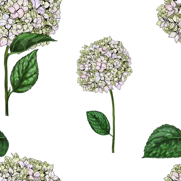 Modello senza cuciture con fiori di flox isolati su sfondo bianco. Illustrazione vettoriale . — Vettoriale Stock
