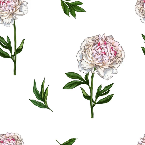 Modello senza cuciture con fiore di peonia delicatamente rosa isolato su sfondo bianco. Illustrazione vettoriale . — Vettoriale Stock