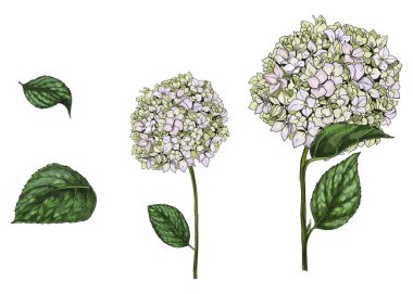 El çekilmiş Eustoma phlox çiçek ve yaprakları beyaz arka plan üzerinde izole. Botanik vektör çizim. Çiçek tasarım öğeleri