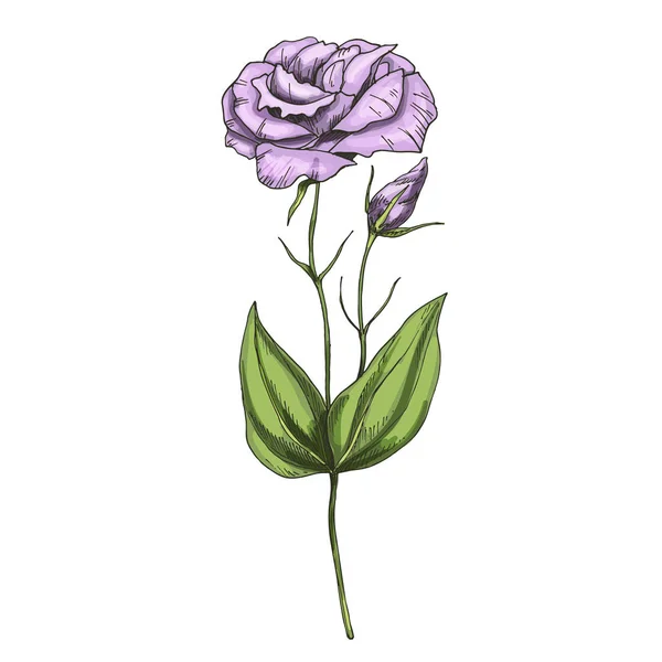 Fiore da giardino Eustoma disegnato a mano isolato su sfondo bianco. Illustrazione vettoriale botanica . — Vettoriale Stock