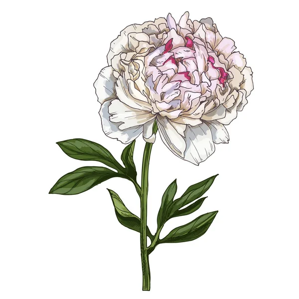 Hand getekende zacht roze pioen bloem geïsoleerd op een witte achtergrond. Botanische vector — Stockvector