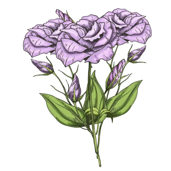 Buquê desenhado à mão de flores de eustoma isolado no fundo branco. Ilustração do vetor botânico . — Vetor de Stock