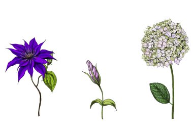 Phlox, clematis ve bud eustoma çiçek, yaprakları ve beyaz arka plan üzerinde izole sapları ile ayarlayın. Botanik vektör çizim