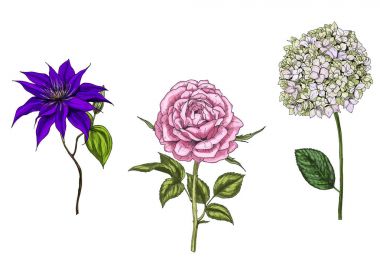 Gül, akasma ve phlox çiçekler, yapraklar ve beyaz arka plan üzerinde izole sapları ile ayarlayın. Botanik vektör çizim