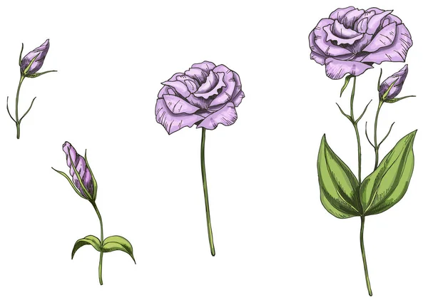 Eustoma disegnato a mano fiori da giardino e foglie isolate su sfondo bianco. Illustrazione vettoriale botanica. Elementi di design floreale — Vettoriale Stock