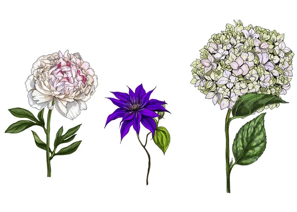 Gesetzt mit Pfingstrosen, Clematis und Phlox Blüten, Blättern und Stängeln isoliert auf weißem Hintergrund. botanische Vektorillustration — Stockvektor