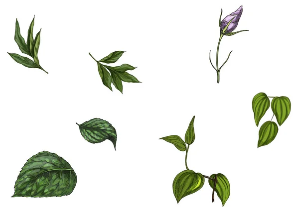 Zestaw z bud kwiat, liście i łodygi na białym tle. Ilustracja wektorowa botaniczny — Wektor stockowy