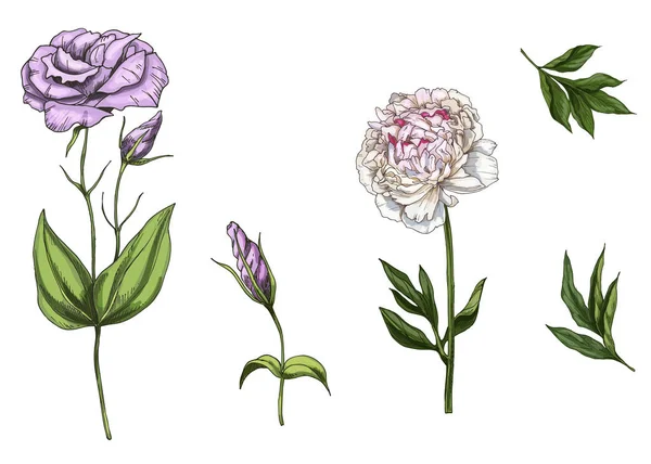 Set con peonia e fiori di eustoma, foglie e steli isolati su sfondo bianco. Illustrazione vettoriale botanica — Vettoriale Stock