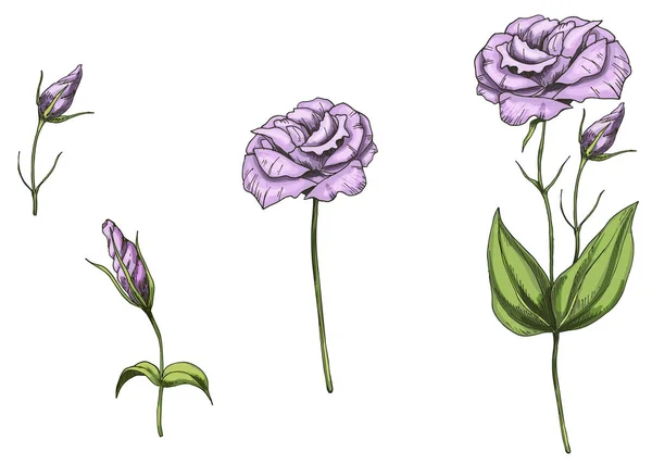 Set con flores de eustoma, brote, hojas y tallos aislados sobre fondo blanco. Ilustración del vector botánico — Archivo Imágenes Vectoriales