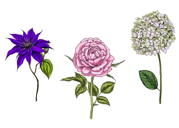 Sett med roser, clematis og frostblomster, blader og stilker isolert på hvit bakgrunn. Botanisk vektorillustrasjon – stockvektor