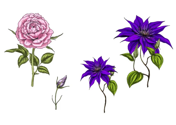 Set med klematis och ros blommor, blad, bud och stammar isolerade på vit bakgrund. Botaniska vektorillustration — Stock vektor