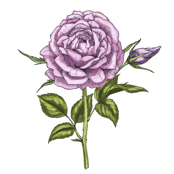Фиолетовый цветок розы, нарисованный вручную на белом фоне. Ботаническая векторная иллюстрация
