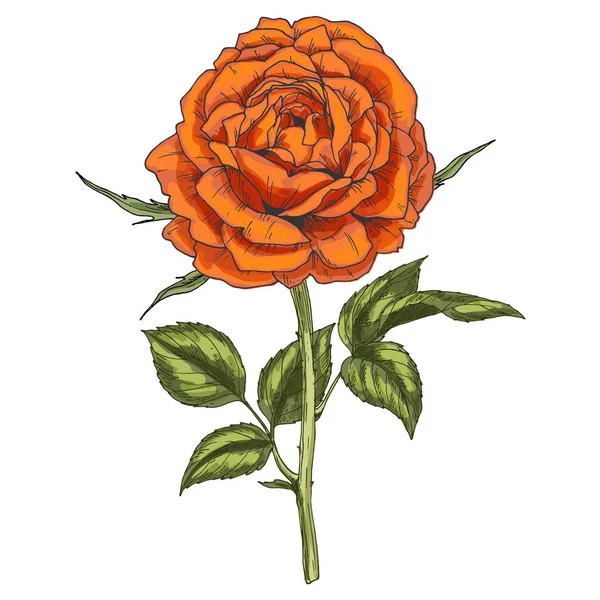 Fiore di rosa arancio disegnato a mano isolato su sfondo bianco. Illustrazione vettoriale botanica — Vettoriale Stock