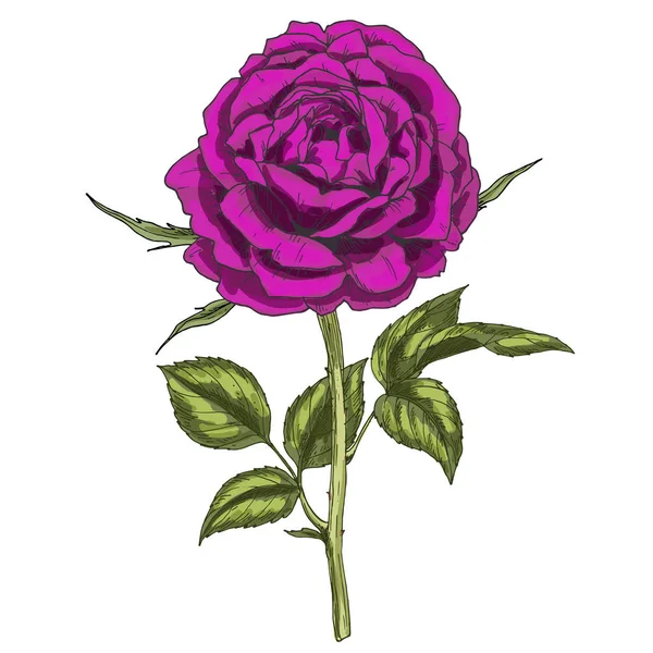 Рука намальована глибоко фіолетова квітка ізольована на білому тлі. Ботанічна векторна ілюстрація — стоковий вектор