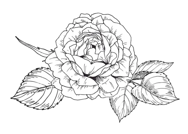 Mão desenhada rosa flor no contorno. Ilustração do vetor botânico — Vetor de Stock