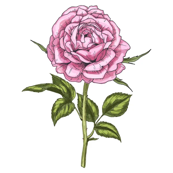 Hand getekende roze roze bloem geïsoleerd op een witte achtergrond. Botanische vectorillustratie — Stockvector