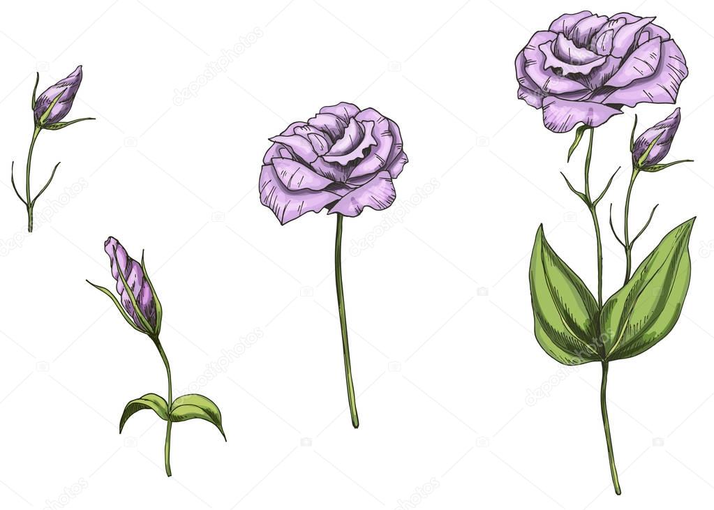 Hand drawn Eustoma garden flowers and leaves isolated on white background. Botanical vector illustration. Floral design elements