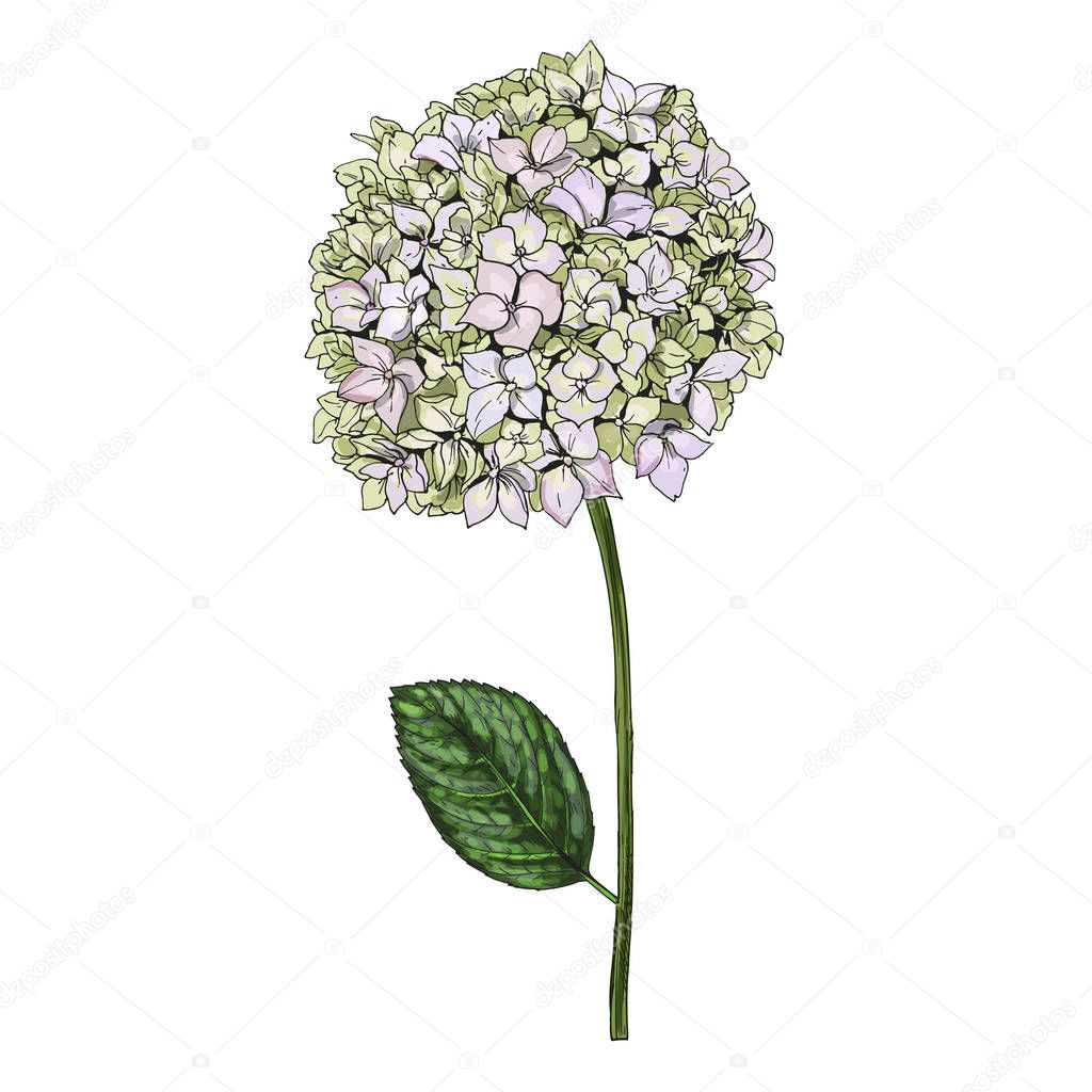 Hand drawn Eustoma phlox flowers and leaves isolated on white background. Botanical vector illustration.