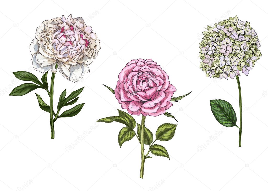 Set with peony, rose and phlox flowers, leaves and stems isolated on white background. Botanical vector illustration