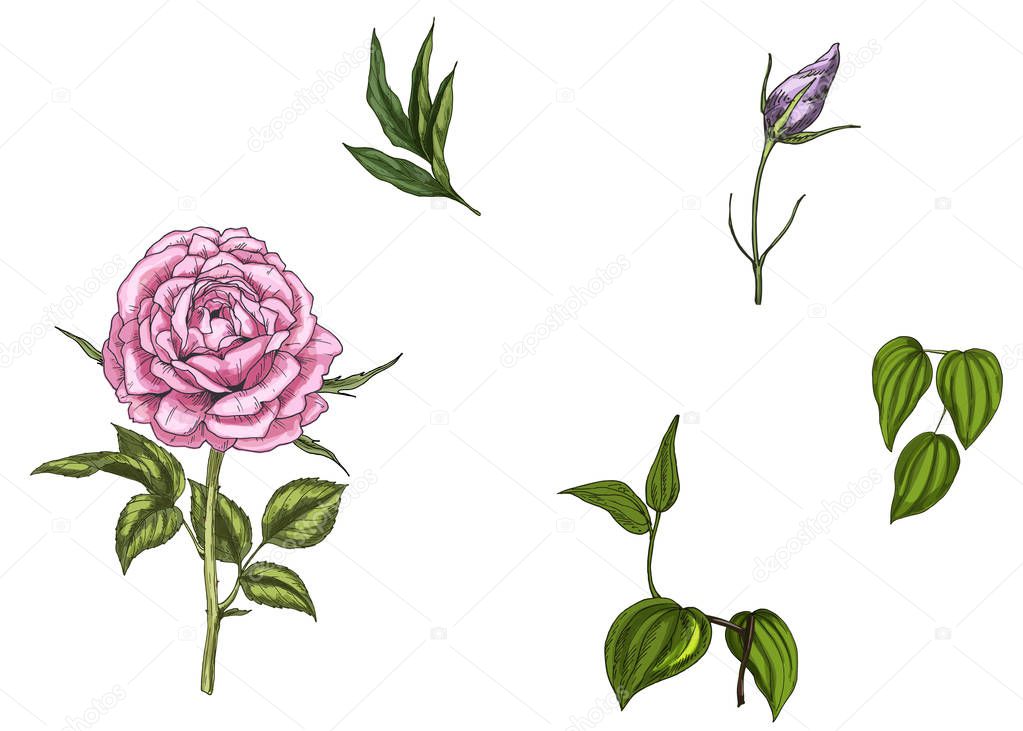 Set with rose flower, leaves, bud and stems isolated on white background. Botanical vector illustration