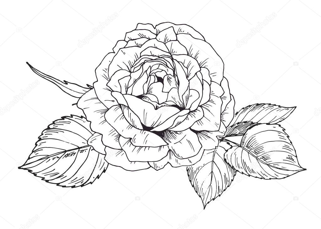 Hand drawn rose flower in contour. Botanical vector illustration