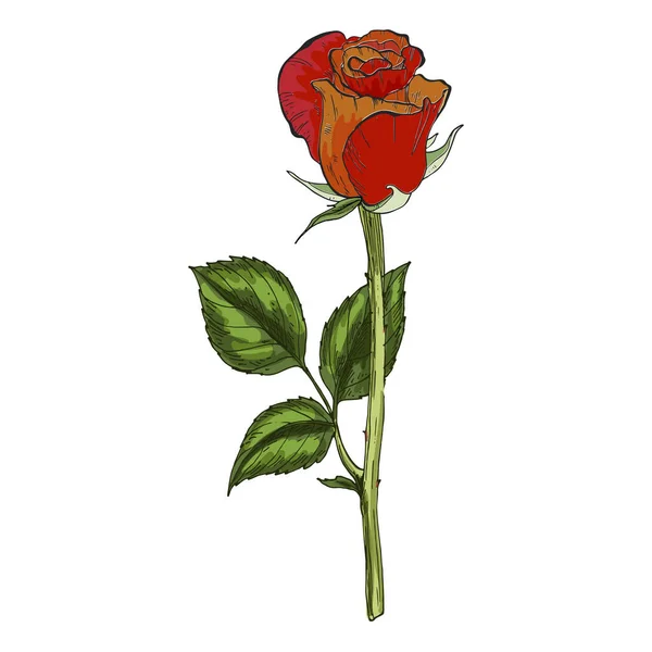 Рука, намальована червоною та помаранчевою трояндою, ізольована на білому тлі. Ботанічна векторна ілюстрація — стоковий вектор