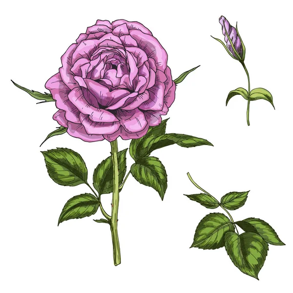 Set met roze bloem, bud, bladeren en stengels geïsoleerd op een witte achtergrond. Botanische vectorillustratie — Stockvector