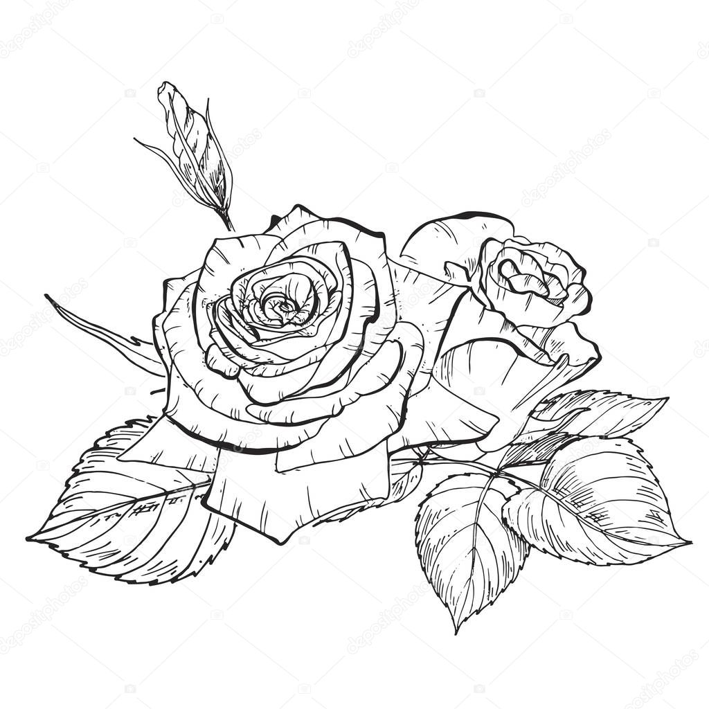 Two hand drawn rose flowers in contour. Botanical vector illustration