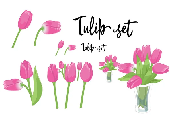 Una serie di fiori di tulipano rosa in diverse varianti isolate su sfondo bianco. Illustrazione vettoriale — Vettoriale Stock