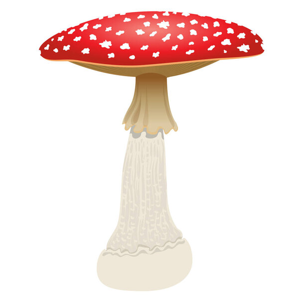 Fly agaric mushroom isolated on white background. Vector Illustration