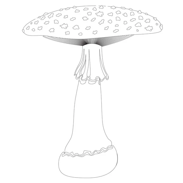 Muchomůrka houby Contour izolovaných na bílém pozadí. Vektorové ilustrace — Stockový vektor