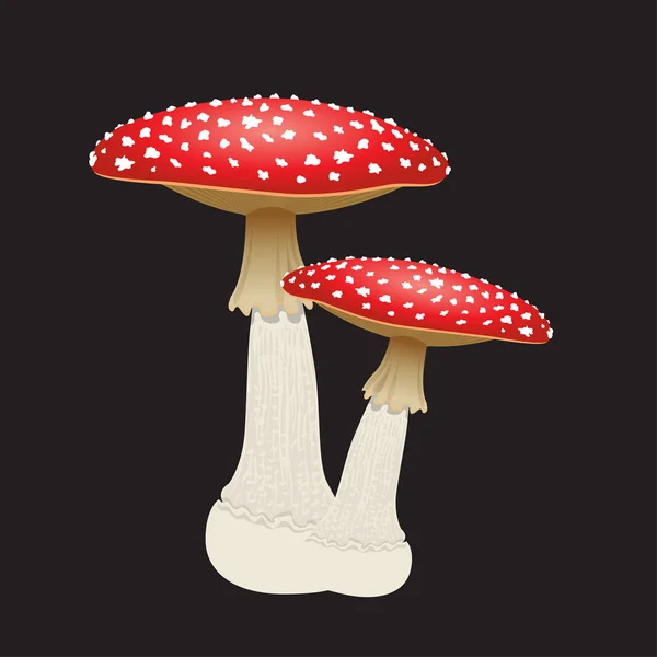 Due funghi agarici mosca isolati su sfondo nero. Illustrazione vettoriale — Vettoriale Stock