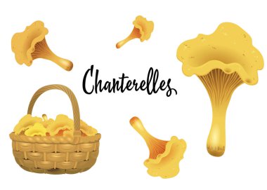 Hasır sepet chanterelles ve beyaz arka plan üzerinde ayrı ayrı izole mantar dolu. Vektör çizim