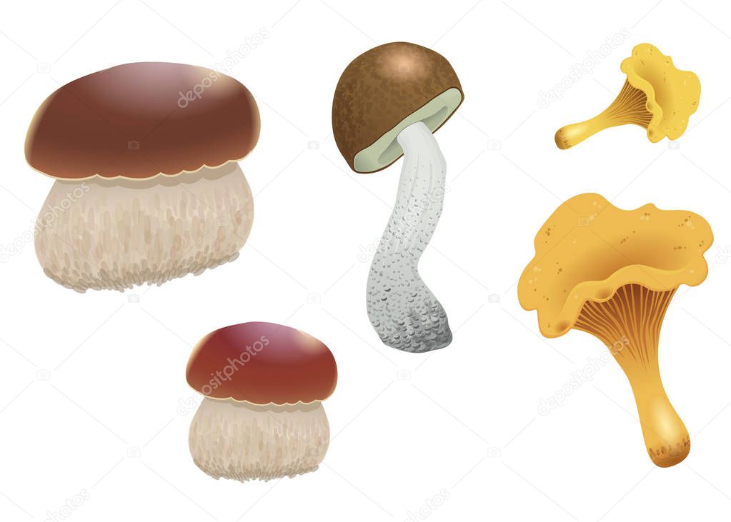A set of different mushrooms isolated on white background. Orange cap boletus, chanterelles and cep. Vector Illustration.