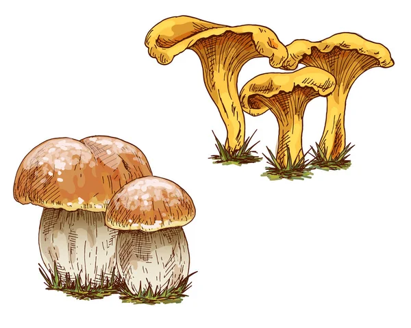 Turuncu kap çörek ve beyaz arka plan üzerinde izole chanterelles mantar. Vektör çizim