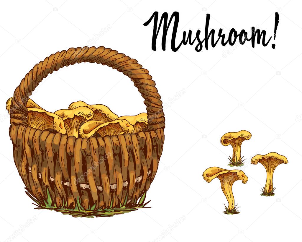 Wicker basket full of chanterelles and mushroom separately isolated on white background. Vector Illustration