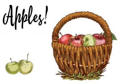 Hasır sepet beyaz arka plan üzerinde izole elma dolu. Vektör çizim