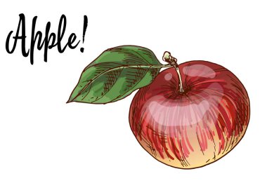 Olgun lezzetli Kırmızı elma ile yeşil yaprak beyaz arka plan üzerinde izole. Vektör çizim