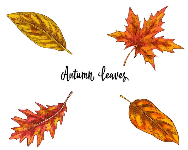 Varias hojas de otoño amarillas y anaranjadas aisladas sobre fondo blanco. Ilustración vectorial — Archivo Imágenes Vectoriales