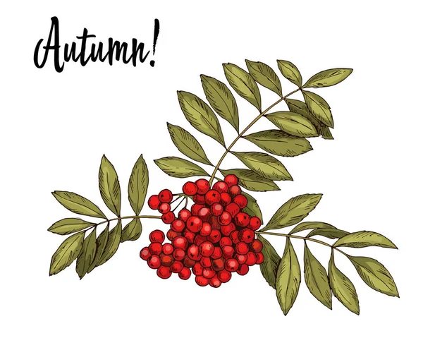 Hand-drawn rowan branch with red berries and autumn leaves isolated on white background. Vector Illustration — Stock Vector