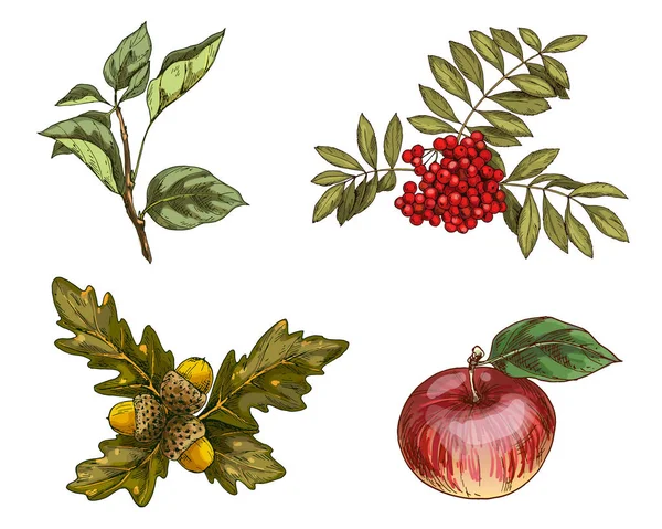 Σετ φθινοπωρινά φρούτα και τα φύλλα που απομονώνονται σε λευκό φόντο. Εικονογράφηση διάνυσμα — Διανυσματικό Αρχείο