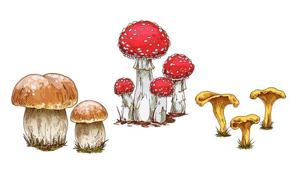 주황색 모자 boletus, 비행 거리 agaric chanterelles 흰색 배경에 고립 된 버섯. 벡터 — 스톡 벡터