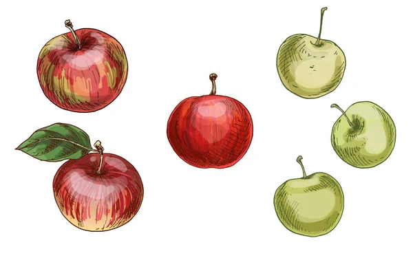 Illustratie met verschillende appels, rood en groen geïsoleerd op witte achtergrond. Vector — Stockvector