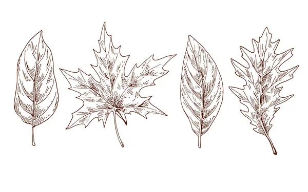 Διάφορα φθινοπωρινά φύλλα ανατομικό. Περίγραμμα των φρυδιών. Διάνυσμα — Διανυσματικό Αρχείο
