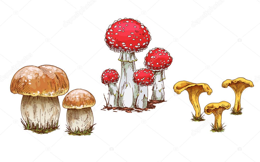Mushrooms orange cap boletus, fly agaric and chanterelles isolated on white background. Vector