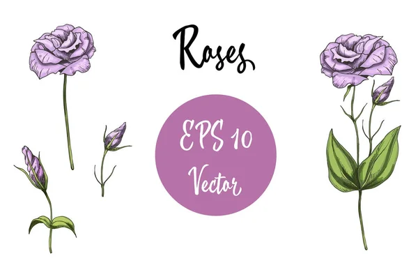 Διάνυσμα σύνολο ροζ τριαντάφυλλα. Απομονωμένη διανυσματικά εικονογράφηση σε λευκό φόντο — Διανυσματικό Αρχείο