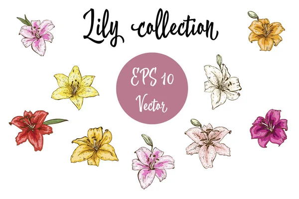 Vektör çiçek lily tomurcukları ayarlayın. Beyaz arka plan üzerinde izole vektör çizim.