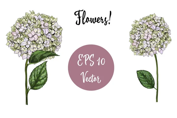 Fiori e foglie flox isolati su sfondo bianco, set floreale, disegno vettoriale per invito, matrimonio, salvare la data — Vettoriale Stock