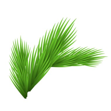 Yeşil yemyeşil ladin dalı. Beyaz vektör illüstrasyonunda izole